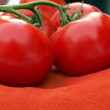 tomato-powder-freezedried-libya-uae-india